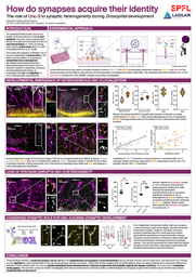 How do synapses acquire their identity?