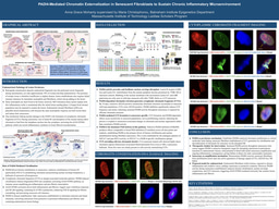 PADI4-Mediated Chromatin Externalization in Senescent Fibroblasts to Sustain Chronic Inflammatory Microenvironment 