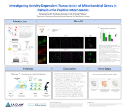 Research Poster - Investigating Activity-Dependent Transcription of Mitochondrial Genes in Parvalbumin-Positive Interneurons - Summer 2026