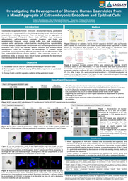 Research Poster: Investigating the Development of a Chimeric Human Gastruloid