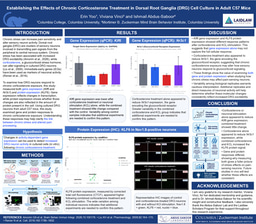 Establishing the Effects of Chronic Corticosterone Treatment in Dorsal Root Ganglia (DRG) Cell Culture in Adult C57 Mice