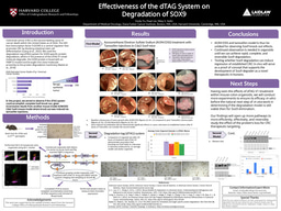 Summer Research 2026 Poster & Abstract