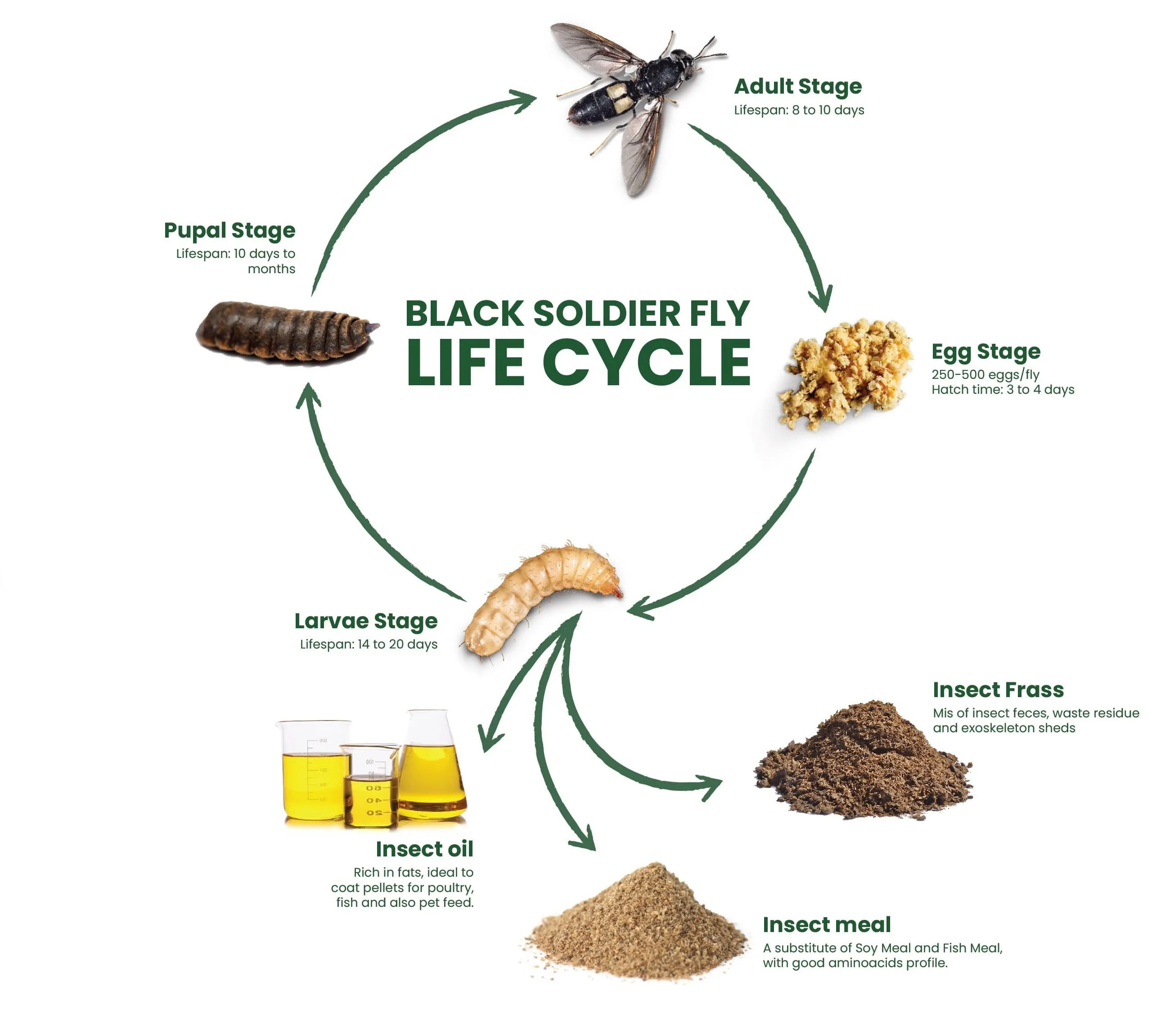 The life cycle of a black soldier fly.