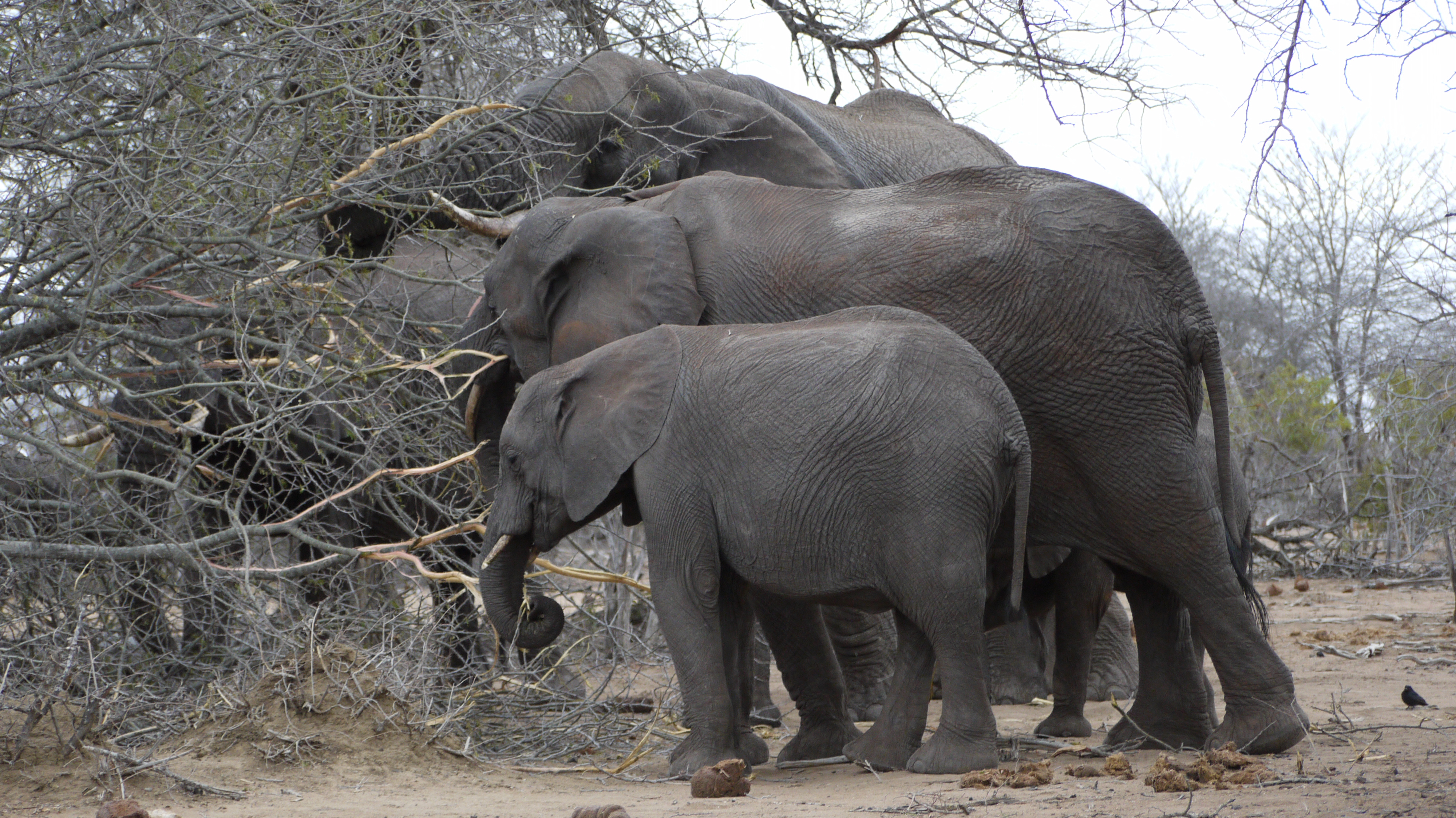 Elephants in the Kruger