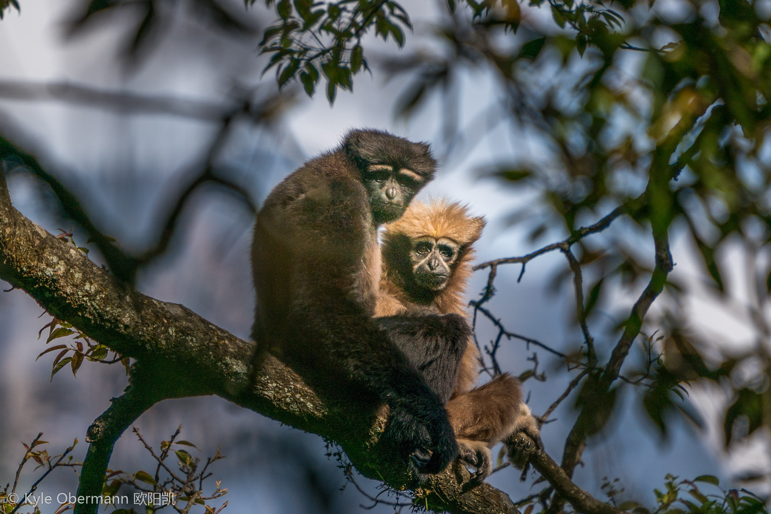 kyleobermann photography