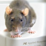 Alex the rat
