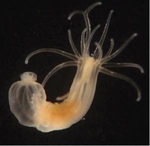 nprot_2013_044-F5 nprot_2013_044-F5