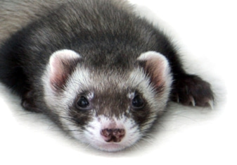 ferret