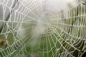 web