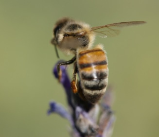 bee