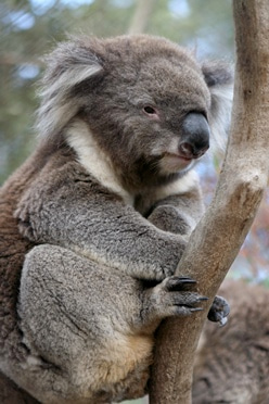 Koala
