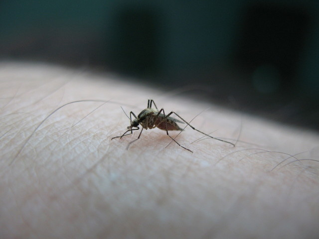 mosquito-on-my-hand-1385575-640x480