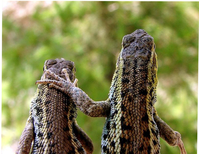 my-best-friend-1370977-639x495