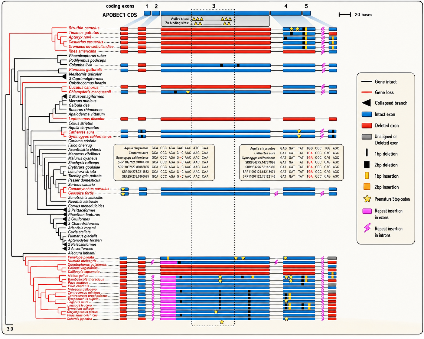 Phylogenetic tree of analyzed bird species shown alongside a schematic of the A1 coding region. Branch and taxon colors indicate inferred gene status (black: intact; red: gene loss). Exons 1–5 are represented by horizontal bars (blue: intact; red: deleted; grey: unaligned/missing), with functional residues marked by vertical dashed lines. Small ORF-disrupting mutations, premature stop codons, and repeat insertions are mapped onto their respective positions. Inset alignments provide representative SRA read evidence supporting A1 disruption (for details, see main text). 