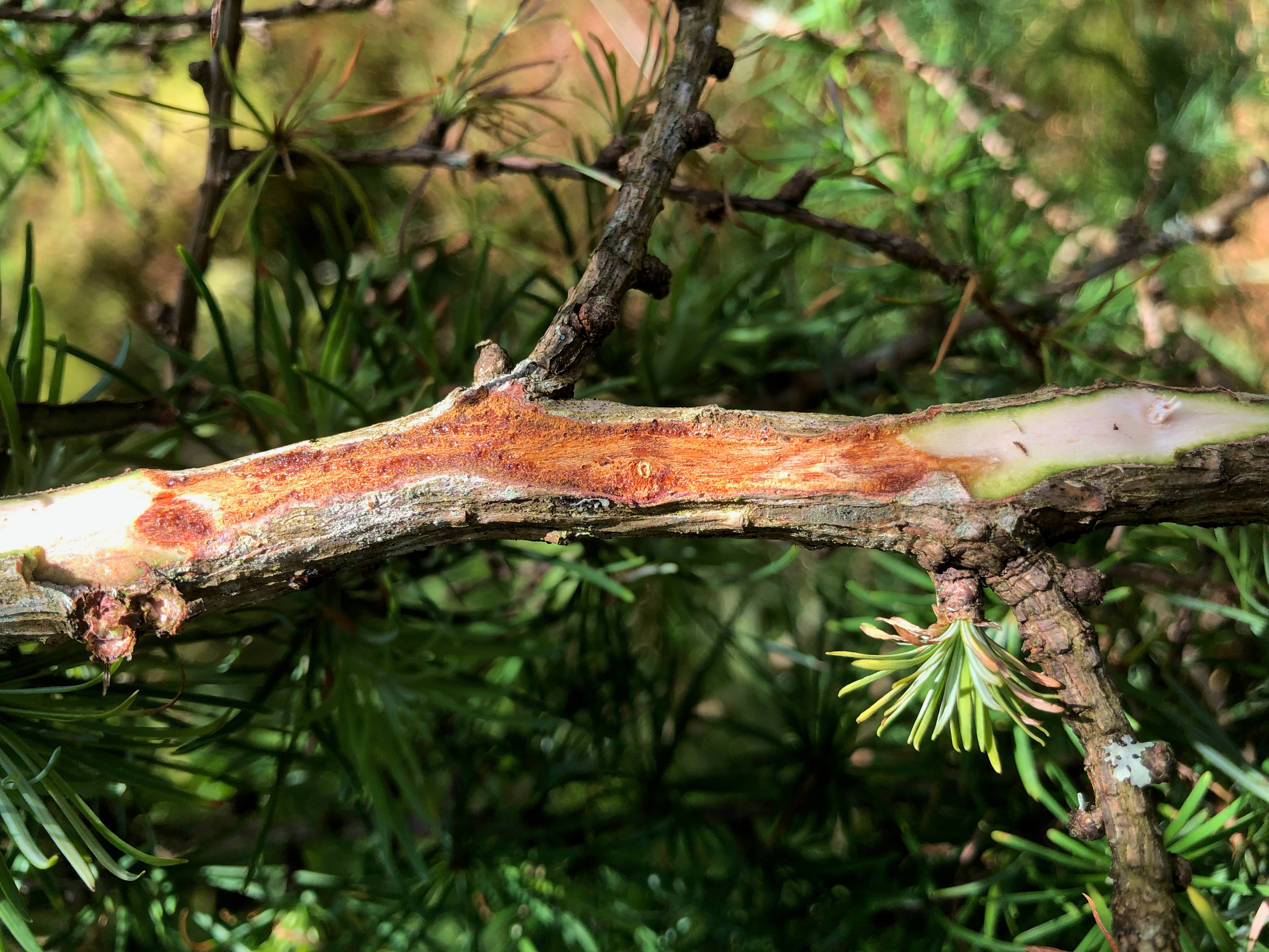 Sudden larch death symptoms. 