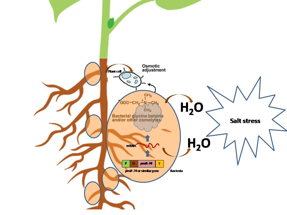 Figure 1. The hypothetical depiction of microbe-mediated salinity tolerance in plants. The proB-74 like genes synthesizes organic osmolytes such as trehalose, proline, and glycine betaine, etc. which offer an adaptive strategy to abiotic stresses, including high salinity through osmotic adjustment.