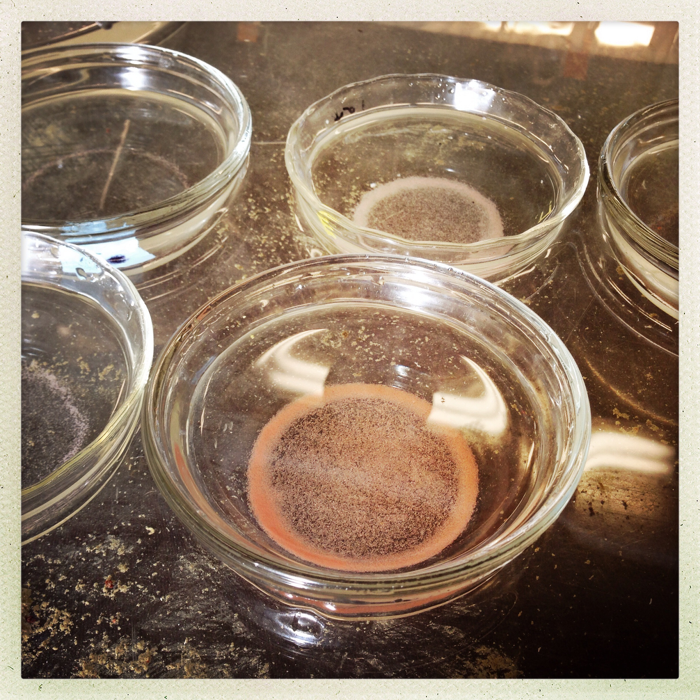 Bowls with Terebratalia embryos