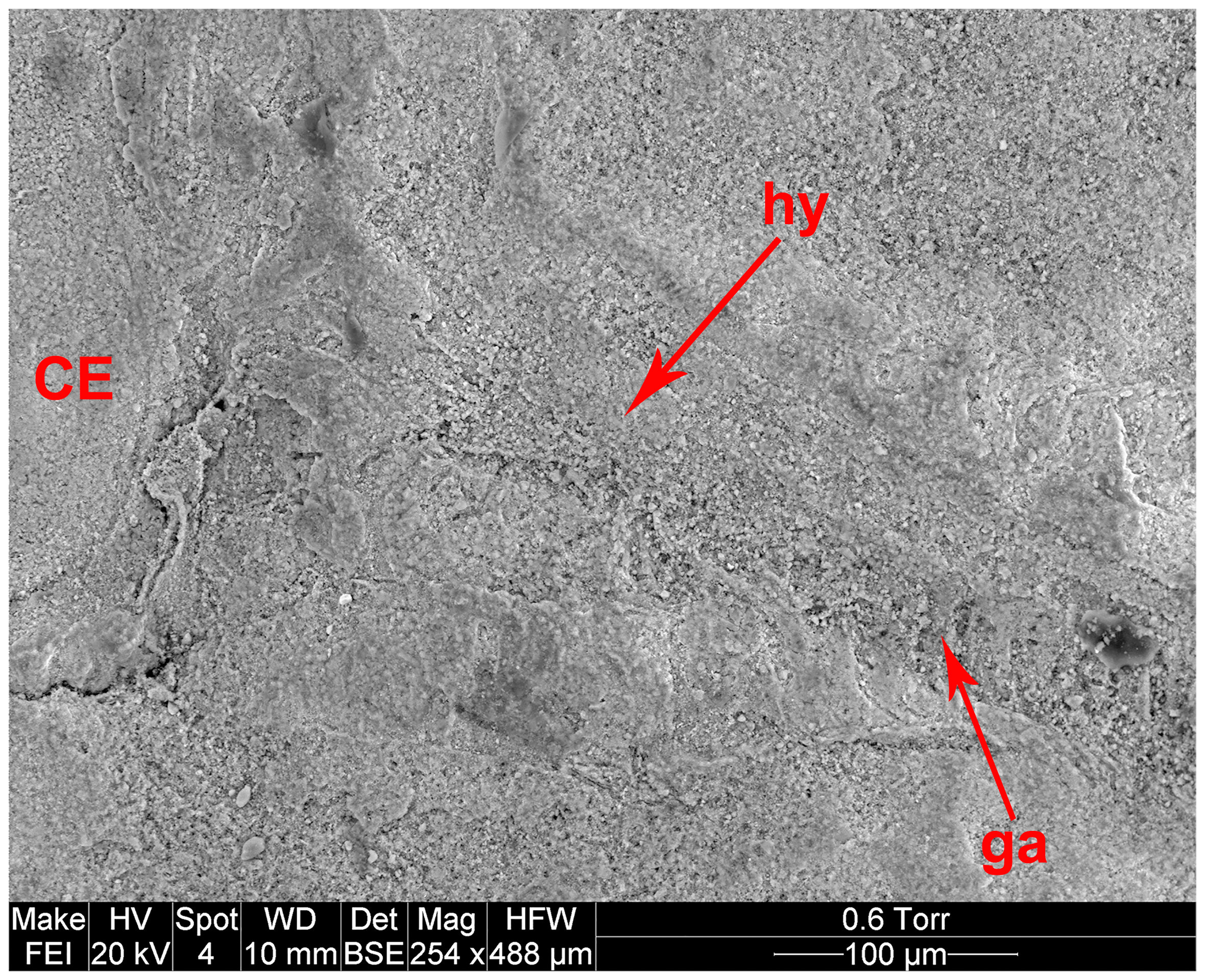 Fig. 3 SEM image of the proboscis base, Pseudopolycentropus janeannae Ren, Shih and Labandeira, 2010. Fig. 3 SEM image of the proboscis base, Pseudopolycentropus janeannae Ren, Shih and Labandeira, 2010.