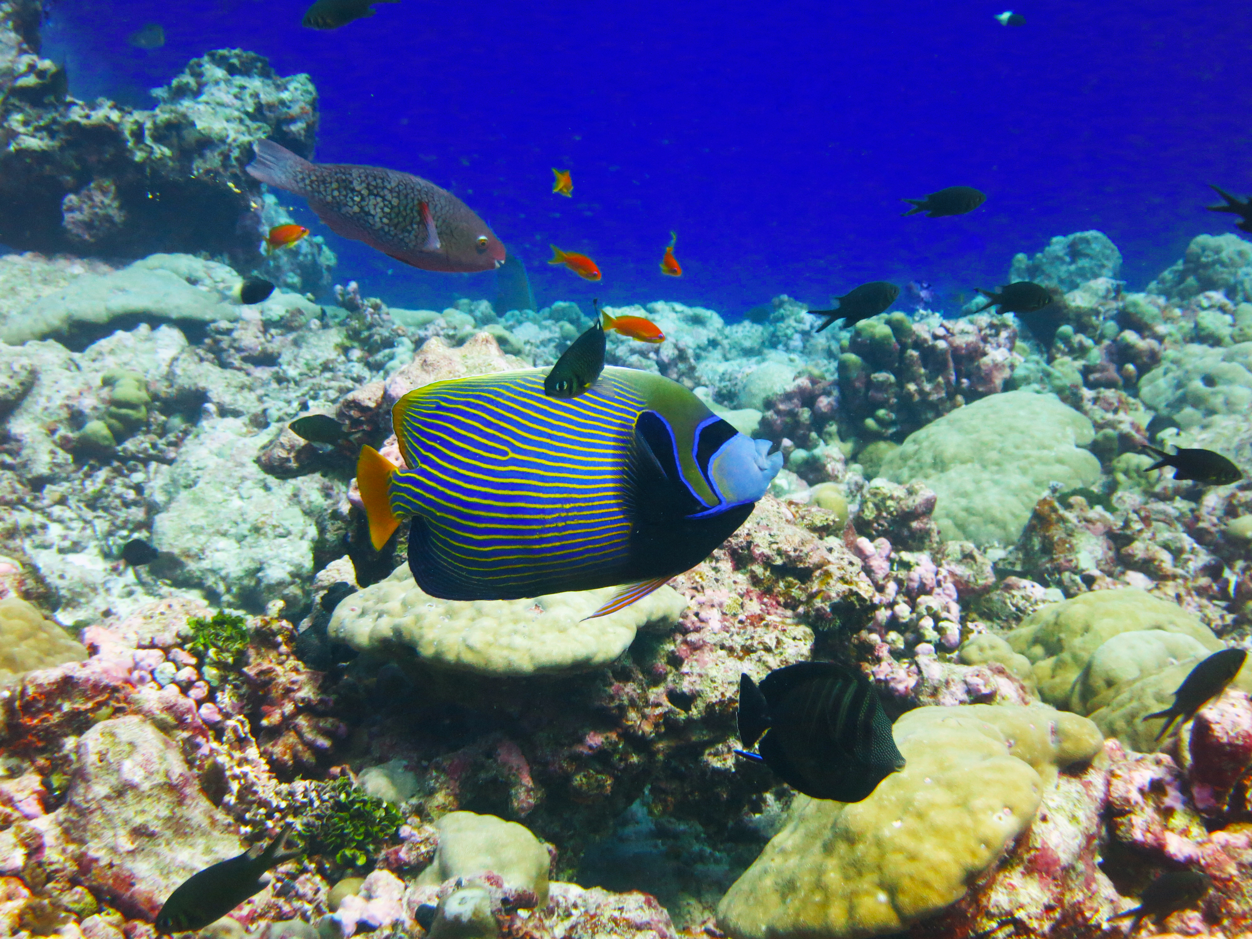 reef fish