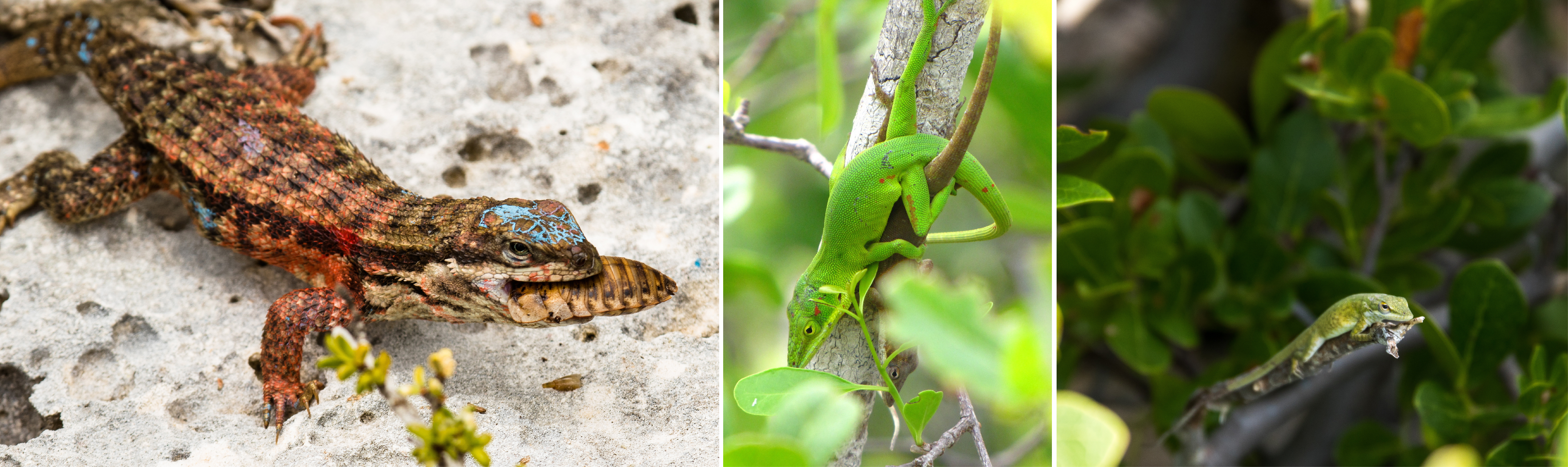 Curly-tail and green anoles