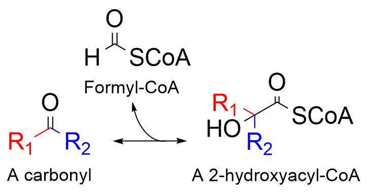 The reaction catalyzed by 2-hydroxyacyl-CoA lyase.