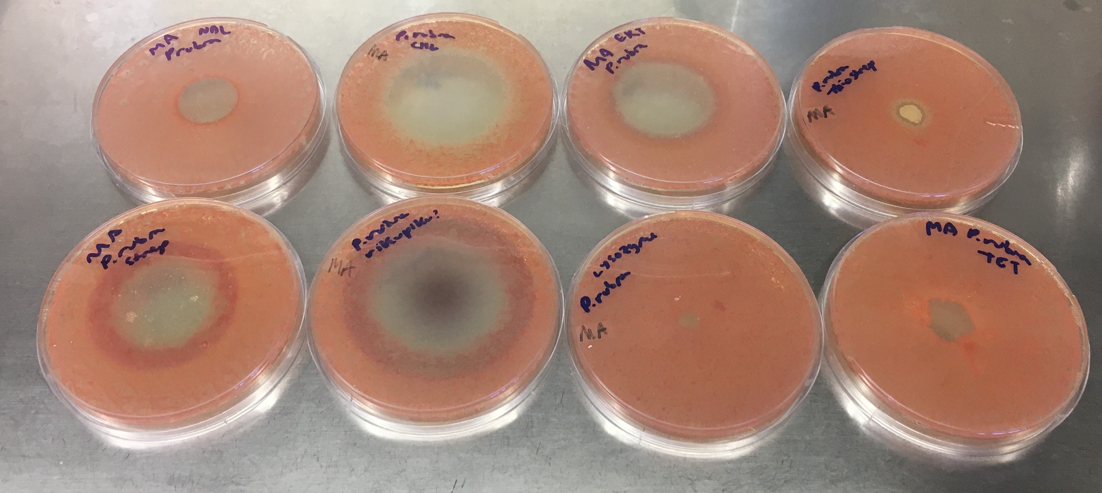 Petri dishes with Pseudoalteromonas rubra showing zones of inhibition
