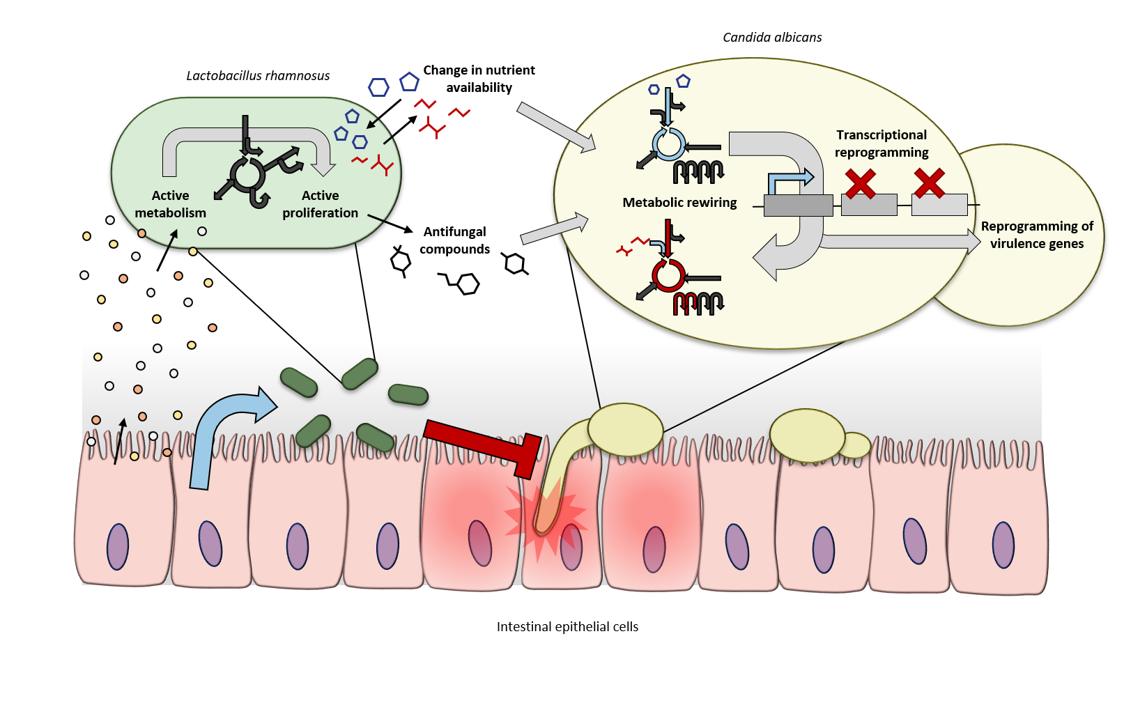 Graphical abstract