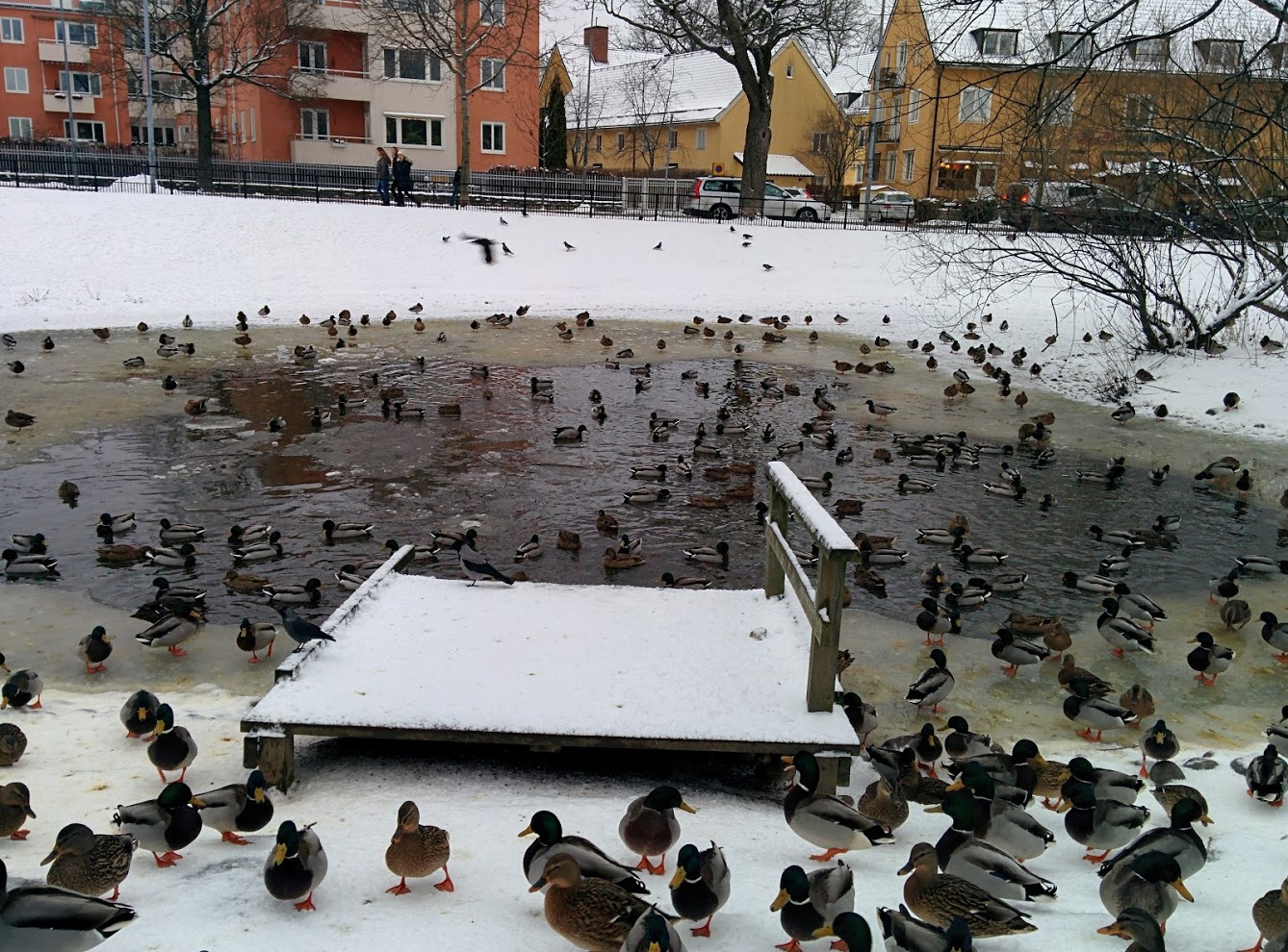 Phage genes served up cold