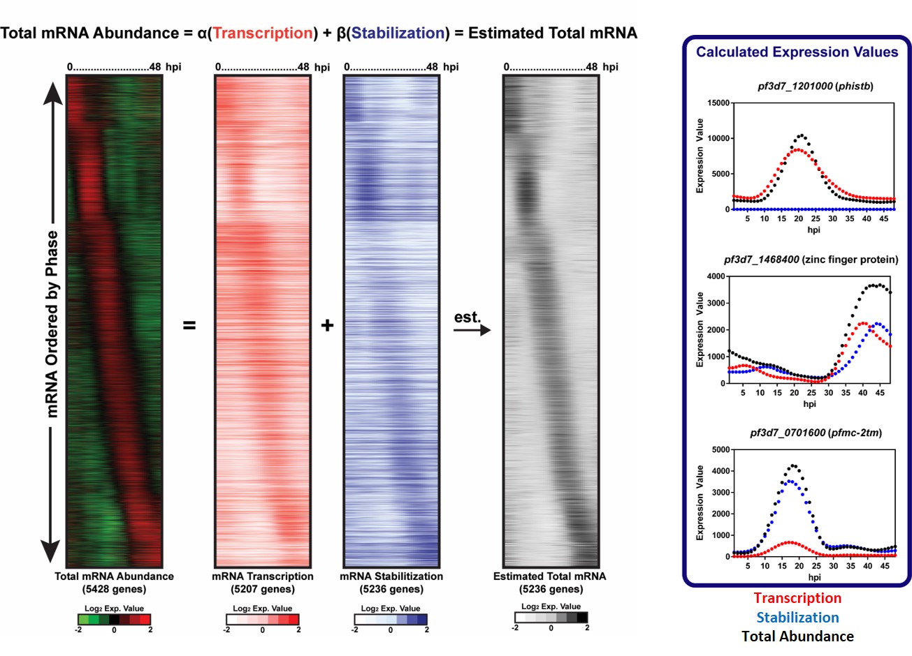 Bioinformatic analysis reveals the contribution of transcription and stabilization to mRNA abundance