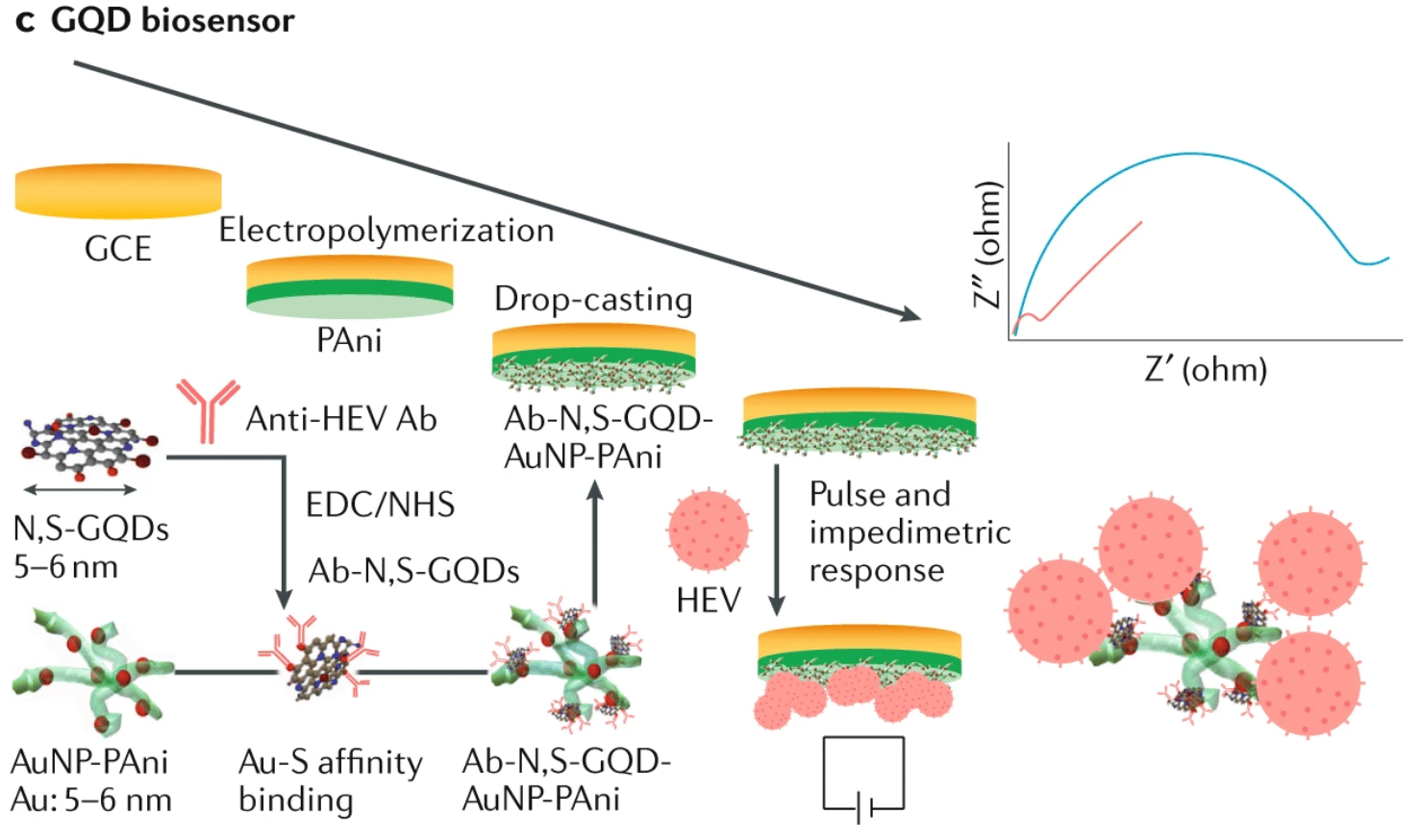 Fig. 3: Materials science in virus detection. c | An external electrical pulse and biosensors based on graphene quantum dots (GQDs) and gold-embedded polyaniline nanowires (AuNP-PAni) can be used for the detection of hepatitis E virus (HEV). The biosensor electrode, which is based on anti-HEV Ab-conjugated to nitrogen and sulfur codoped graphene quantum dots and gold-embedded polyaniline nanowires (Ab-N,S-GQDs@AuNP-PAni), can capture HEV. The HEV concentration is determined from the pulse-induced impedimetric response. 
