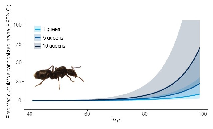 Fig. 1: Larval cannibalization increases proportionally with the number of queens present in the colony, while brood production itself remains unaffected by queen number.