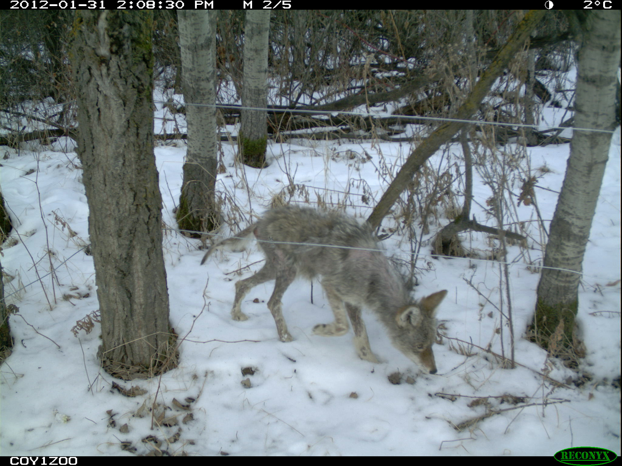 A coyote walking in the snow with hair loss all of over its body, indicating a severe case of sarcoptic mange