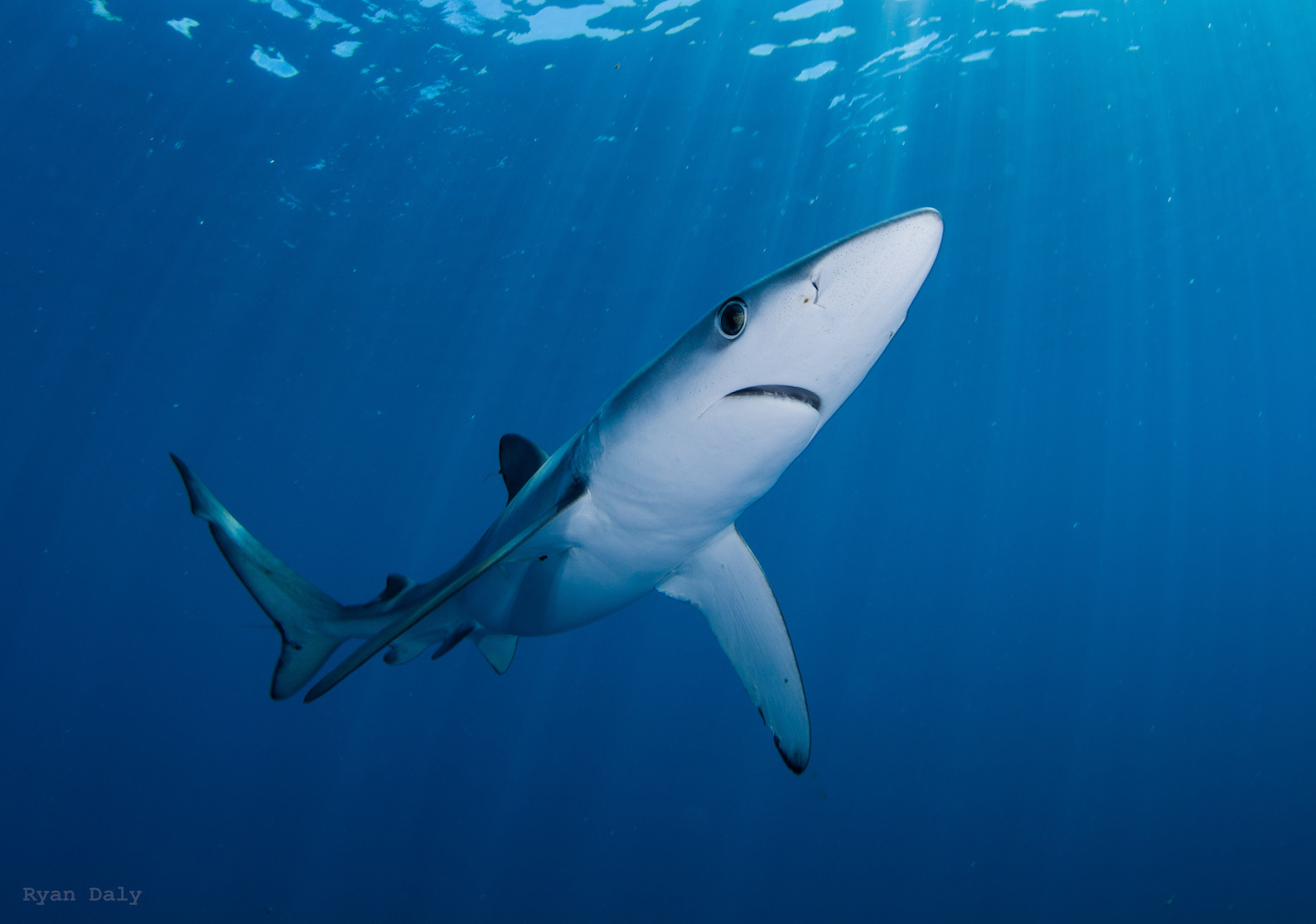 Blue Shark