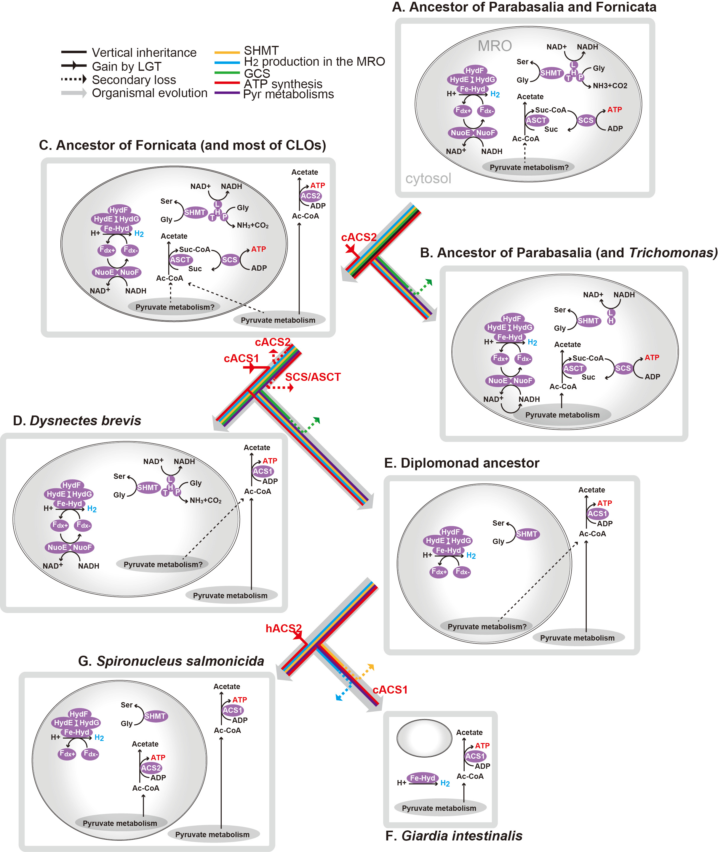 From the paper: evolutionary transitions of metabolic pathways of MROs from the common ancestor of Parabasala and Fornicata to representative extant species
