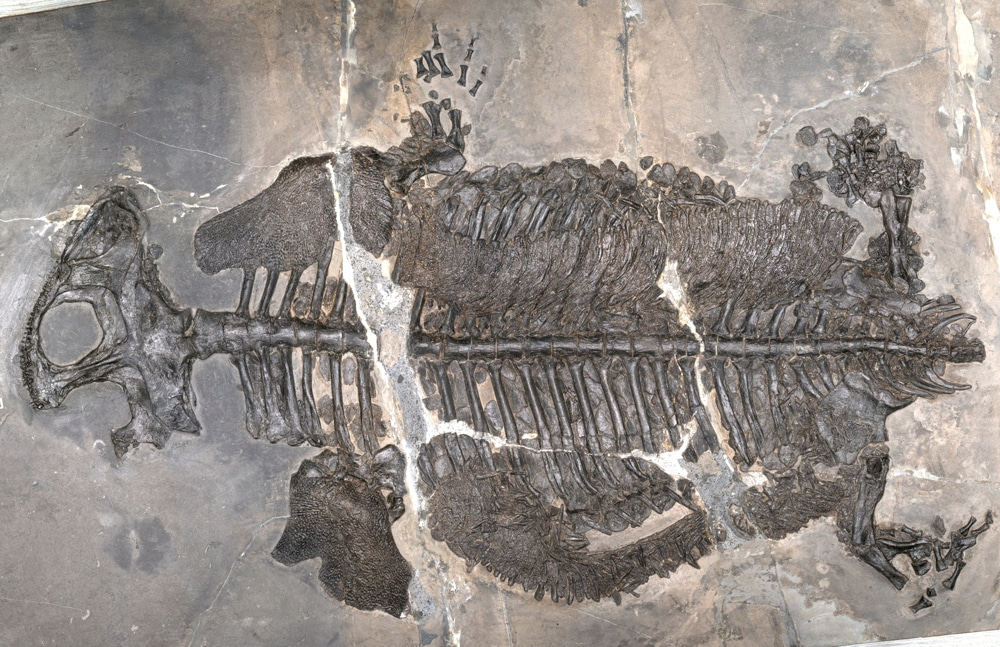 Holotype
