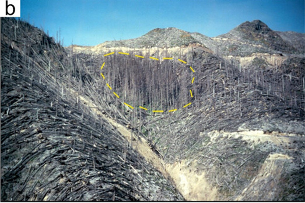 Standing tree cluster