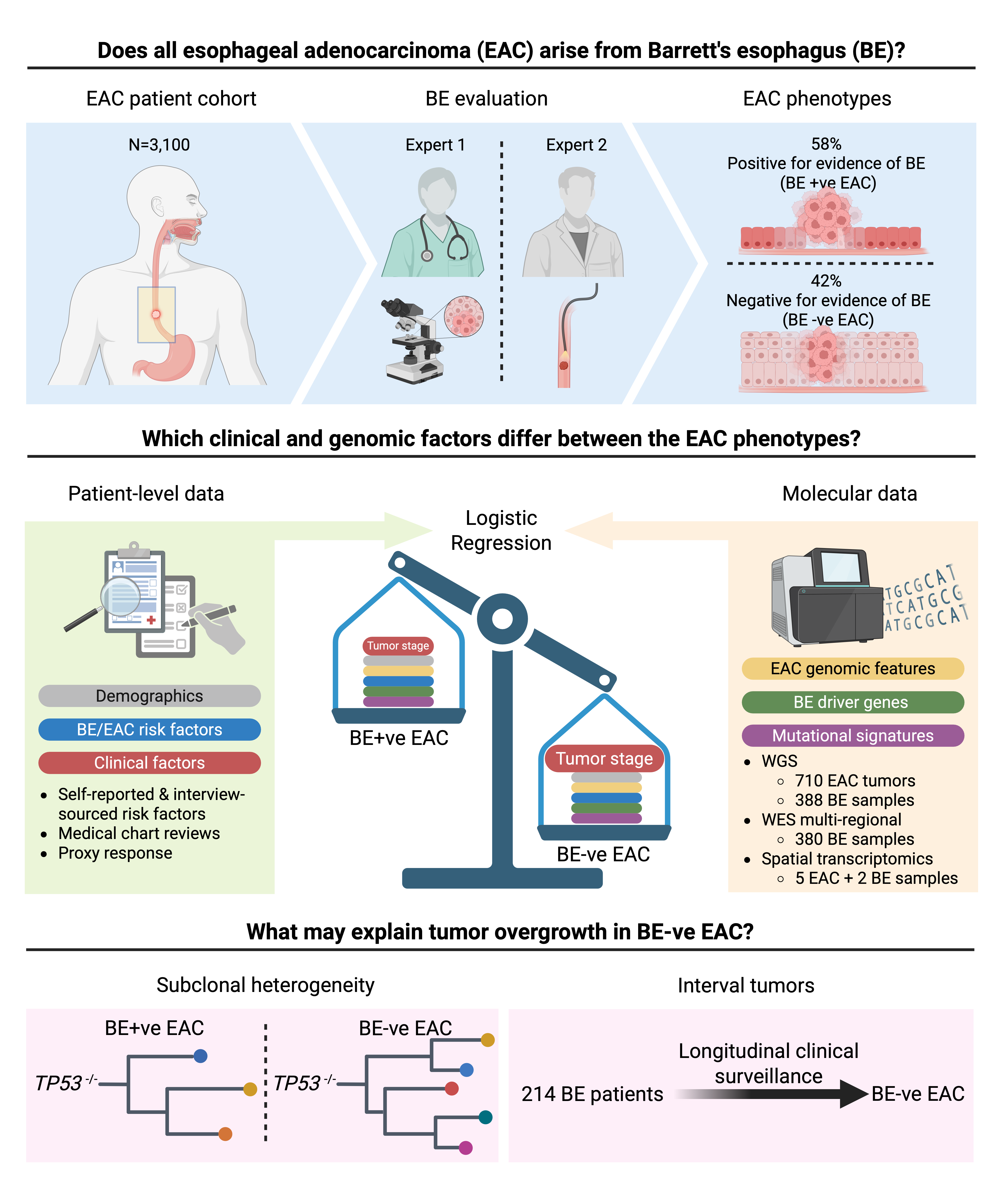                                                                                                                                                                                                                                                                       Study overview graphic: Understanding why some esophageal cancers develop without a known warning sign                                                                                                                                                                                                                                                                                                                                                                                                                                  This three-part illustration summarizes a large study into esophageal adenocarcinoma (EAC) — a type of gullet cancer — asking whether it always develops from a pre-cancerous condition called Barrett's esophagus (BE).                                                                                                                                                                                                                                                                                                                Part 1 — How common is "Barrett's-negative" cancer?                                                                                                                                                                                                                 Researchers reviewed records from 3,100 patients diagnosed with EAC. Two independent experts examined each case for signs of Barrett's esophagus. They found that 58% of patients had evidence of Barrett's (BE+ve), but a striking 42% had no such evidence        (BE-ve) — meaning nearly half of cases arose without the usual warning sign that clinicians look for.                                                                                                                                                                                                                                                                                                                                                                                                                                   Part 2 — What makes these two groups different?                                                                                                                                                                                                                     The team compared the two groups using both patient-level information (age, sex, BMI, smoking history, heartburn symptoms, and tumor stage) and molecular data from tumor DNA sequencing — including the overall mutation burden, specific mutation patterns, and    cancer-driver genes. A statistical method called logistic regression was used to weigh all these factors together and identify what distinguishes BE-negative from BE-positive cancers.                                                                                                                                                                                                                                                                                                                                                Part 3 — Why might BE-negative cancers grow faster or be harder to catch?                                                                                                                                                                                           Two possible explanations are explored. First, BE-negative tumors show greater subclonal heterogeneity — their evolutionary family trees are more branched and complex than BE-positive tumors, suggesting more aggressive, faster-evolving cancer cell             populations. Second, among 214 patients with Barrett's esophagus who were under regular clinical surveillance, some still went on to develop BE-negative cancer — so-called interval tumors that arose between surveillance visits, highlighting a potential gap    in current screening strategies.         