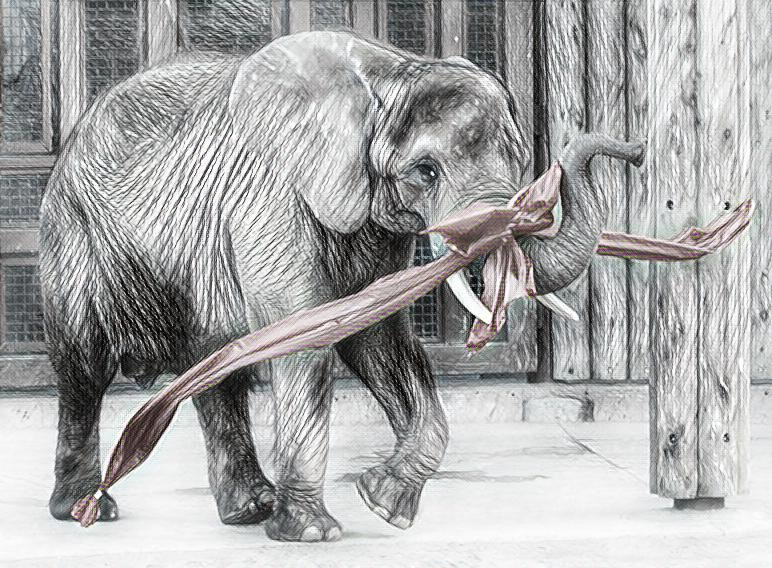 Misha at the Hogle Zoo