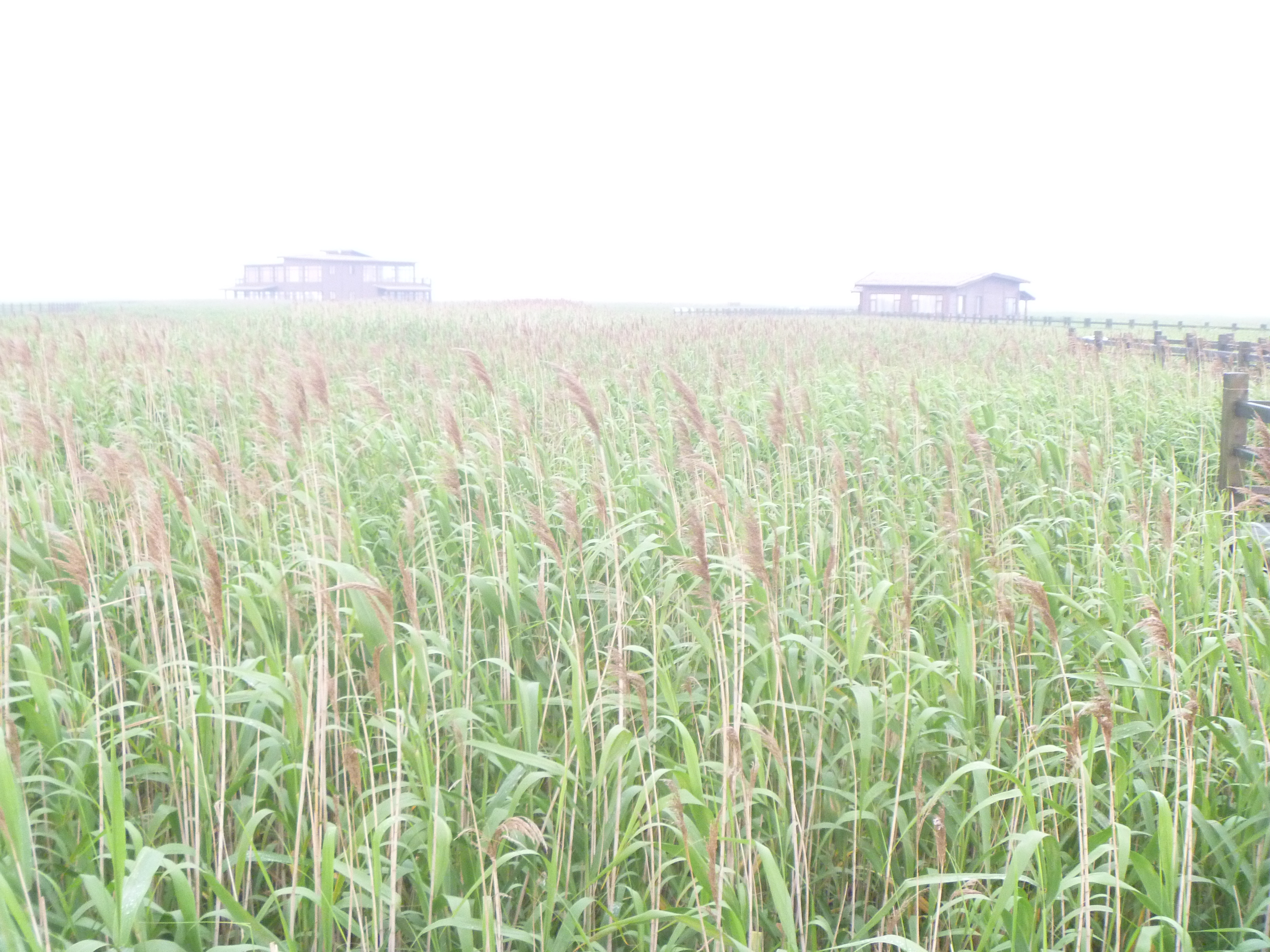 Rice field in Chongming Island, Shanghai, China 