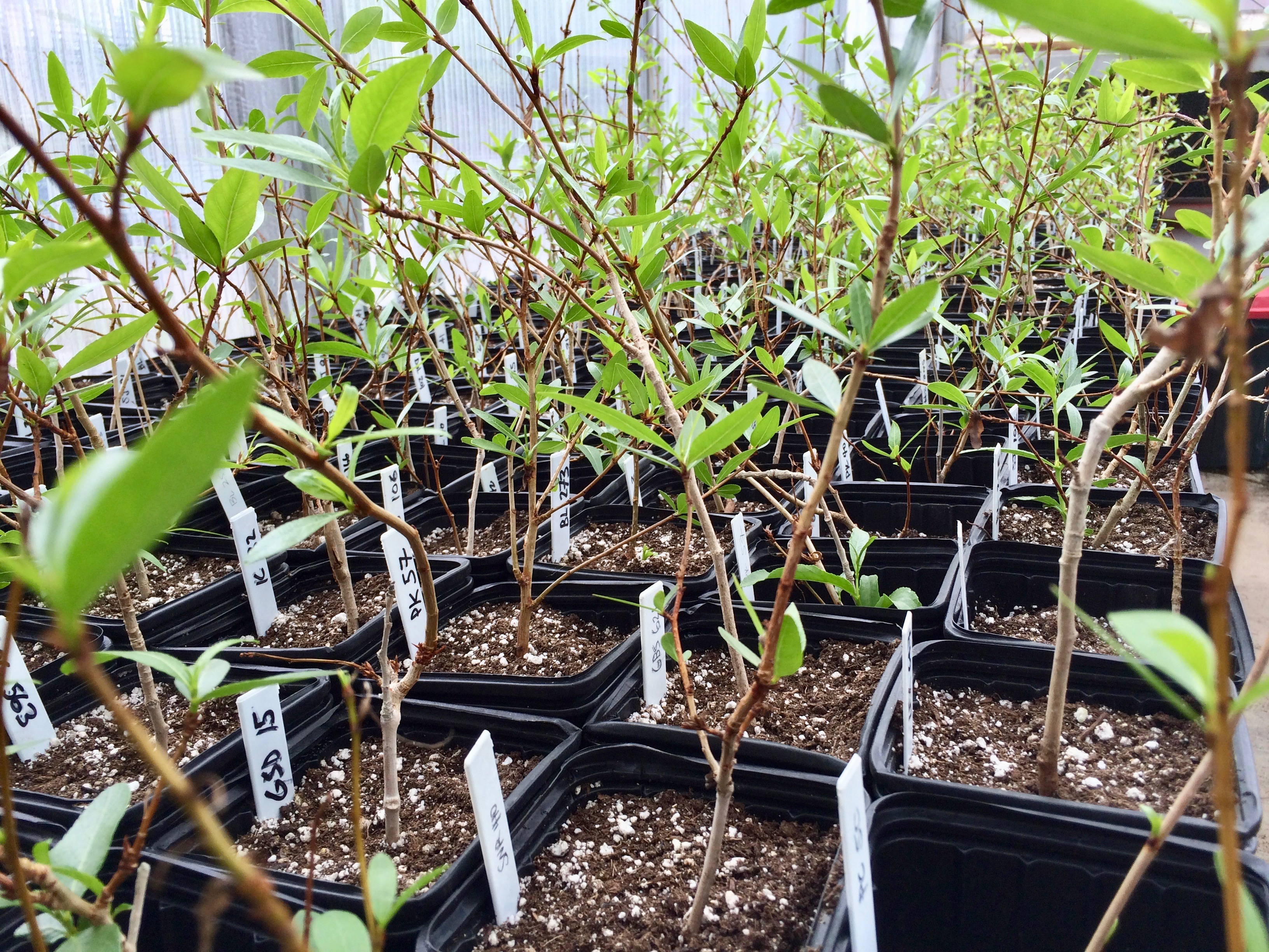 Populus angustifolia trees in greenhouse experiments at the University of Tennessee. Photo credit: Michael Van Nuland.