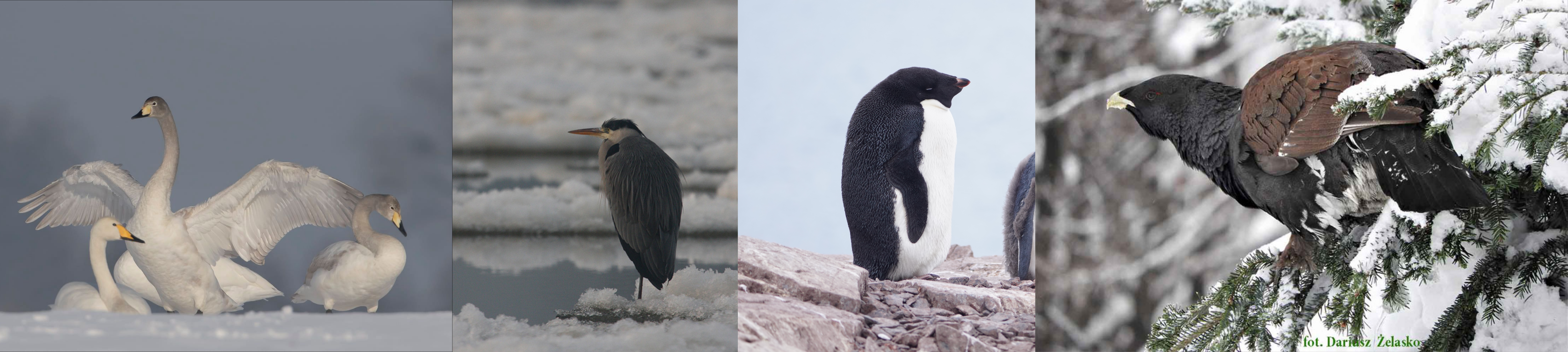 whooper swan Cygnus cygnus (Grzegorz Sobczak) , grey heron Ardea cinerea (Andrzej Kośmicki), Adélie penguin Pygoscelis adeliae (Jacek Betleja), western capercaillie Tetrao urogallus (Dariusz Żelasko)