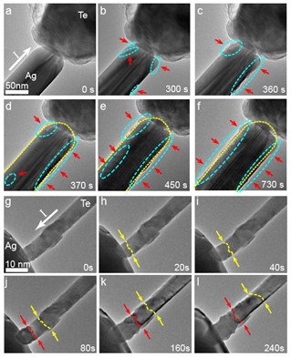 a–f, TEM image series showing the formation of an Ag2Te-Ag core-shell structure when 0.3 V bias was applied to the system. The red arrows and blue dashed circles indicate the growth of the Ag2Te crystallite or shell, whereas the yellow dotted lines trace the shape of the Ag nanowire before biasing. g-l, TEM image series showing the growth of Ag2Te under −0.8 V bias applied. The yellow dashed lines highlight the diffusion frontier, and the red dashed lines indicate the phase transformation frontier.