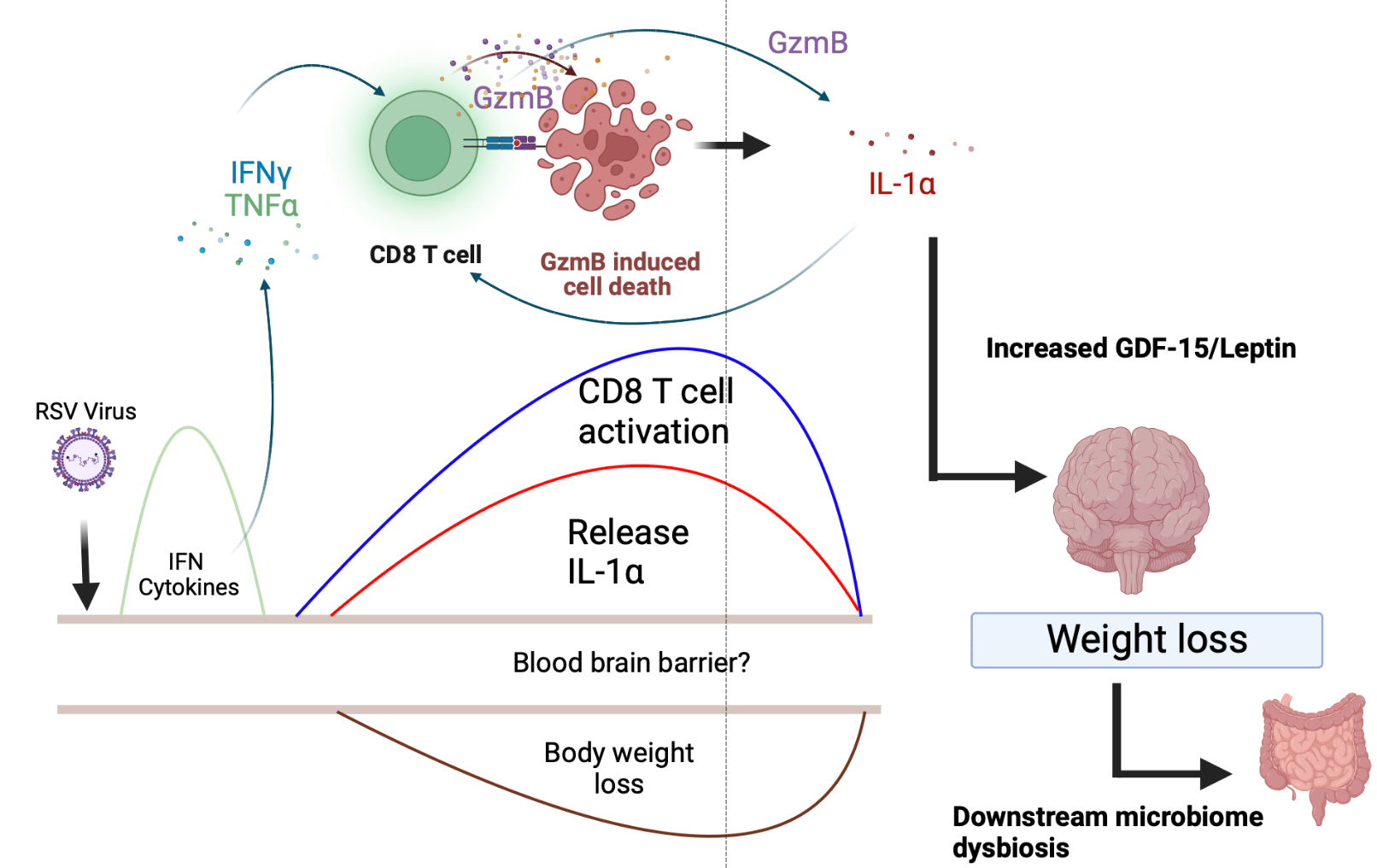 IL1 pathway