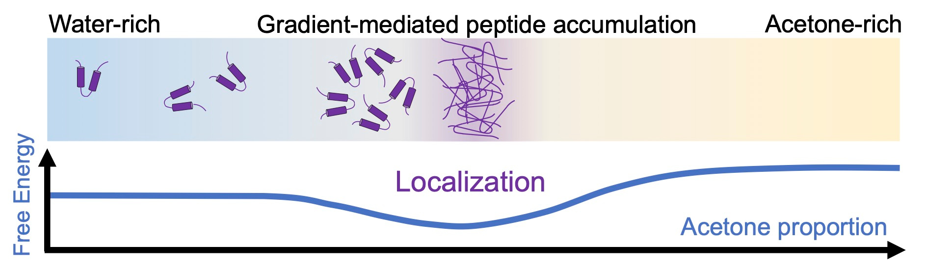 A graphical schematic showcasing the dynamic processes and driving forces for gradient-mediated accumulation of nanocapsule-forming peptides.