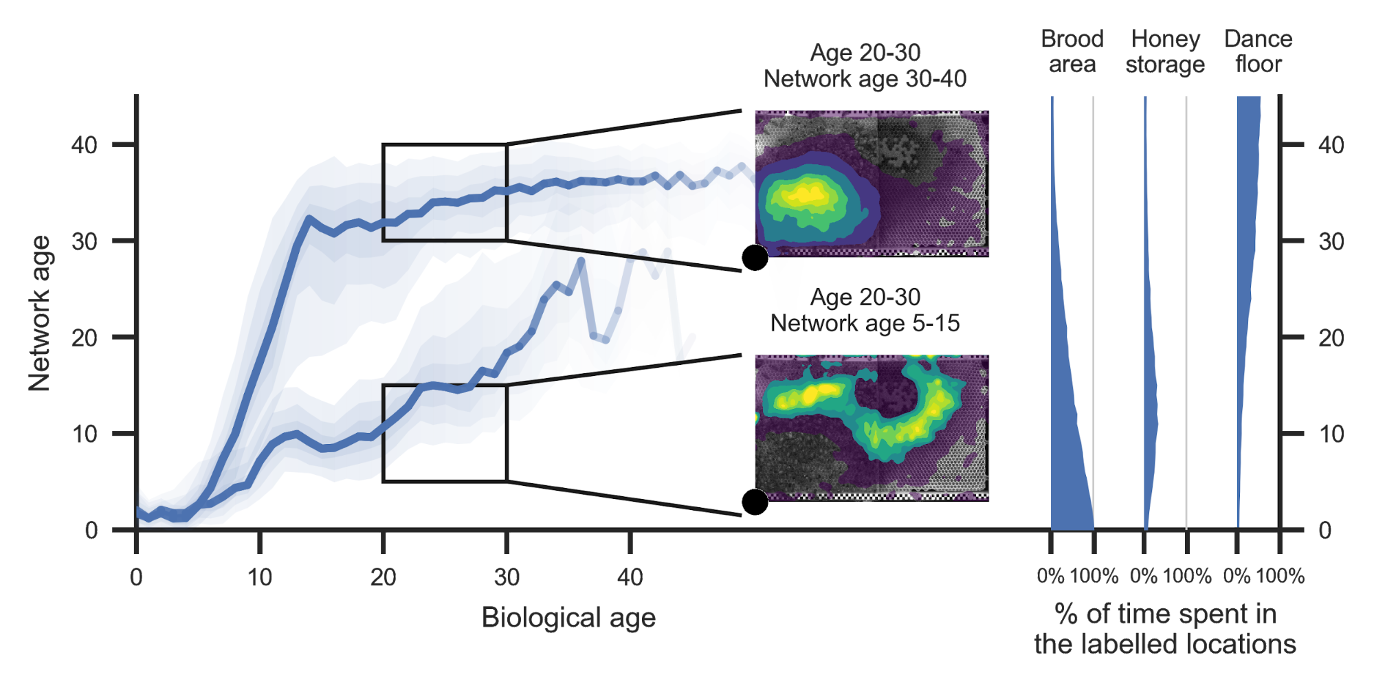 The figure shows a line of network age over biological age, containing two lines with confidence intervals. Two segments from the line plots from the same biological age range but with different network ages are accompanied by heatmap plots that show a clear separation of those groups of bees. 