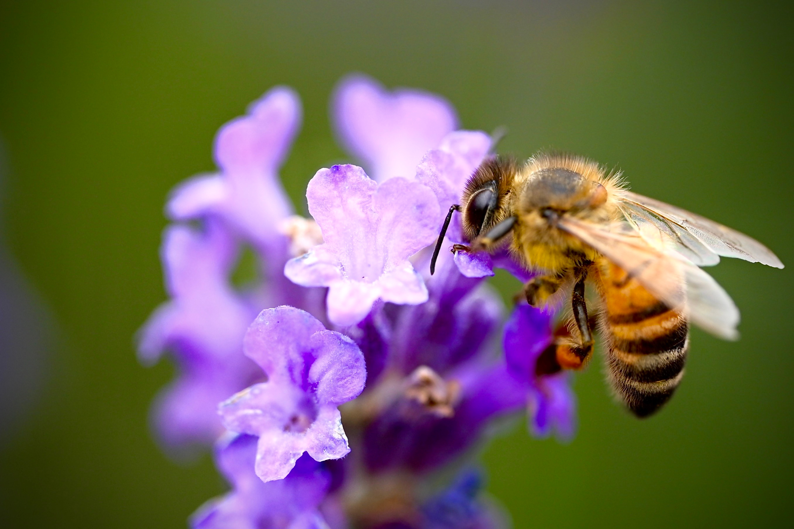 Close-up of honeybee pollinating on purple flower. Jonas Olbrich / 500 pix via Getty Images.