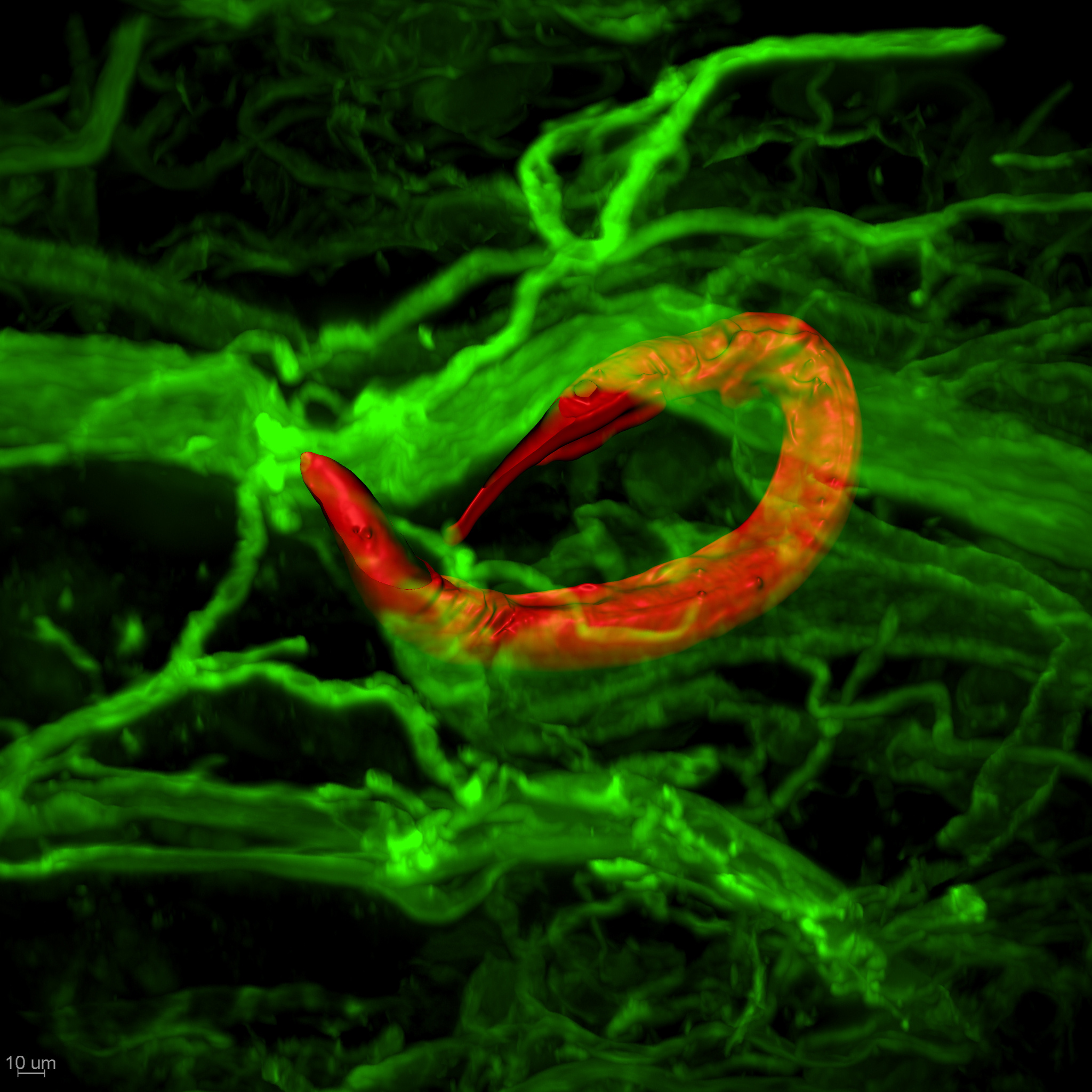 Figure 1. Bacterivorous soil-derived (non-parasitic) nematode (red) wrapped around a nerve in the mouse skin. Nerves, blood vessels, and lymphatics of the skin are stained green. 