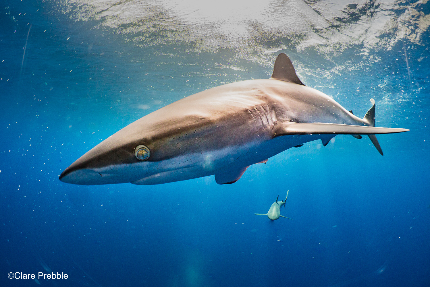 Silky shark oceanic close up