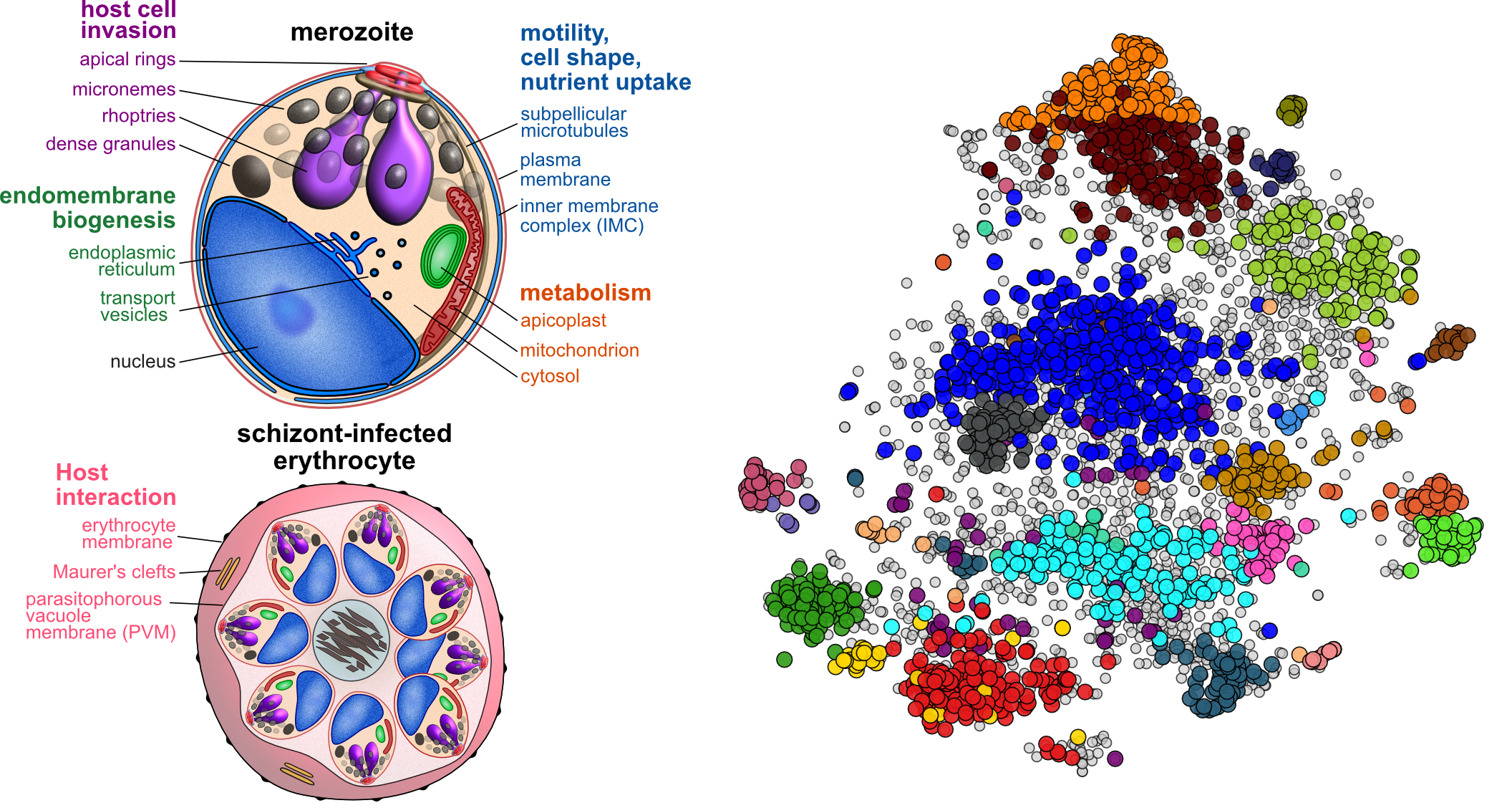 The malaria parasite's cellular compartments (left) and the spatial map we generated, where each dot is a protein and colours show which compartment it belongs to (right).