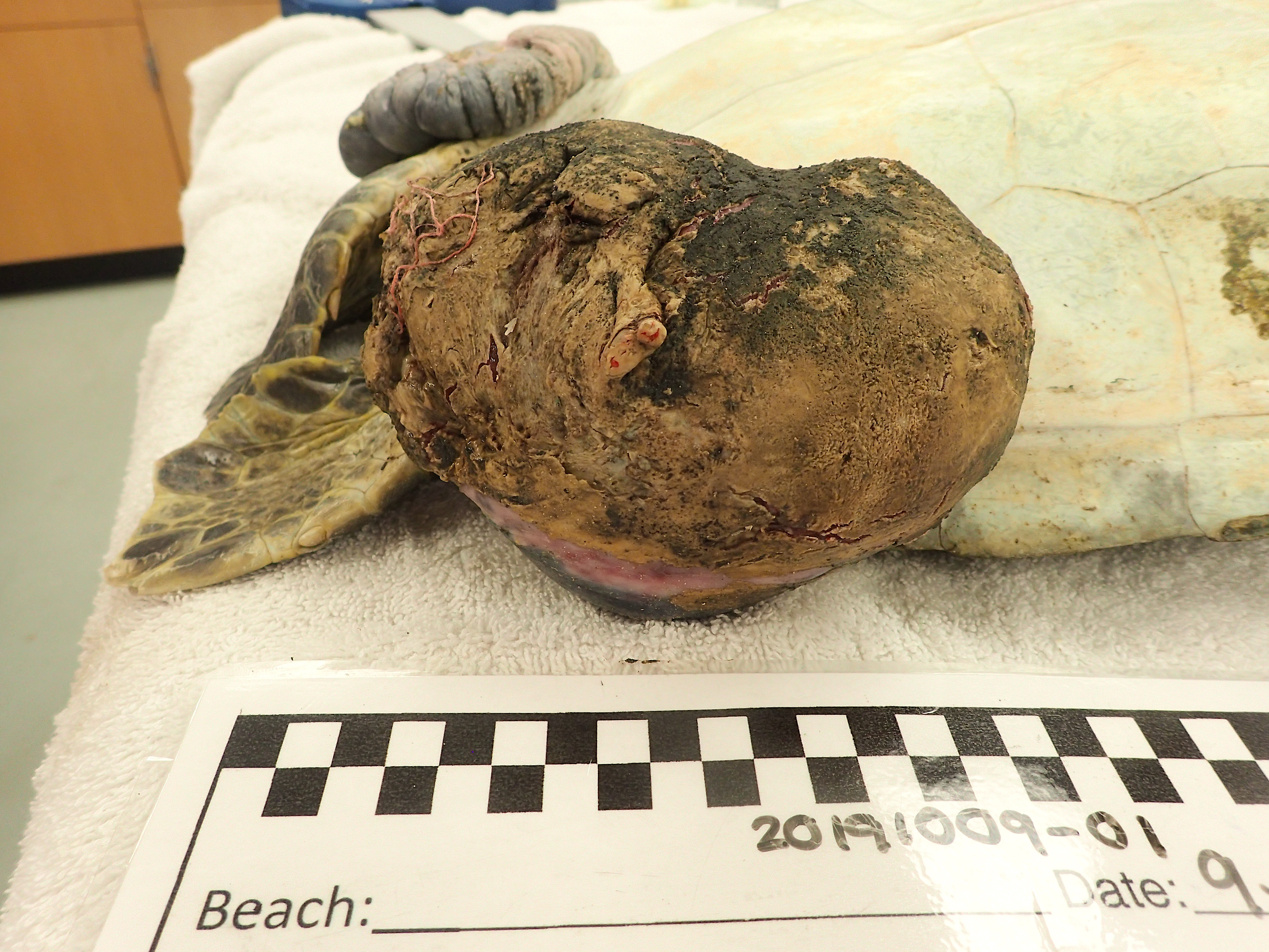 Large FP tumour on rear flipper of a green sea turtle patient.